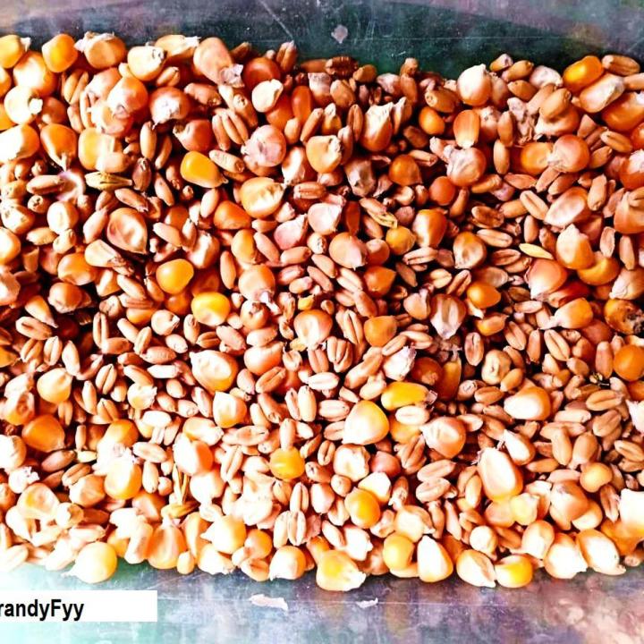 Birds feed 1kg /1000g Add up for soft food used for birds like cocktail cockatoo Alexandrine parakeet, RAW, Pahari Totta Larges Parrots, Suitable for African Grey Parrot, Macaw, lovebirds, Australian parrots, raw, ring neck and Other similar birds