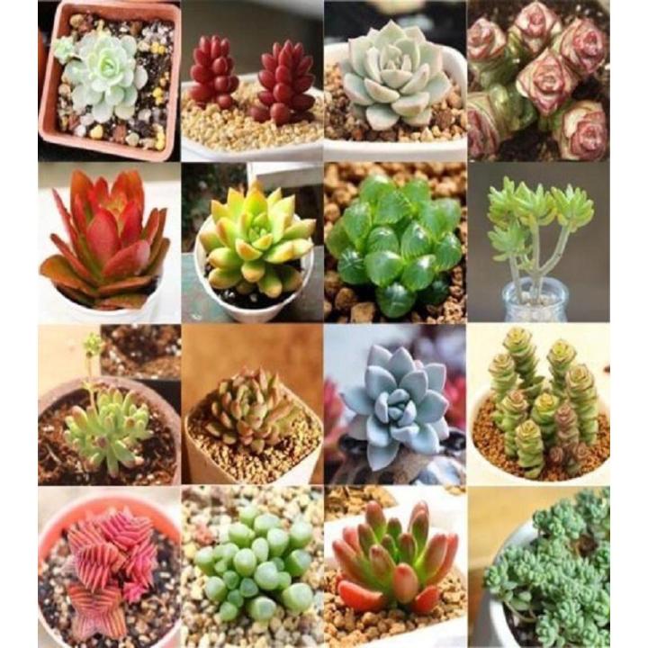 Mix Succulent Seeds