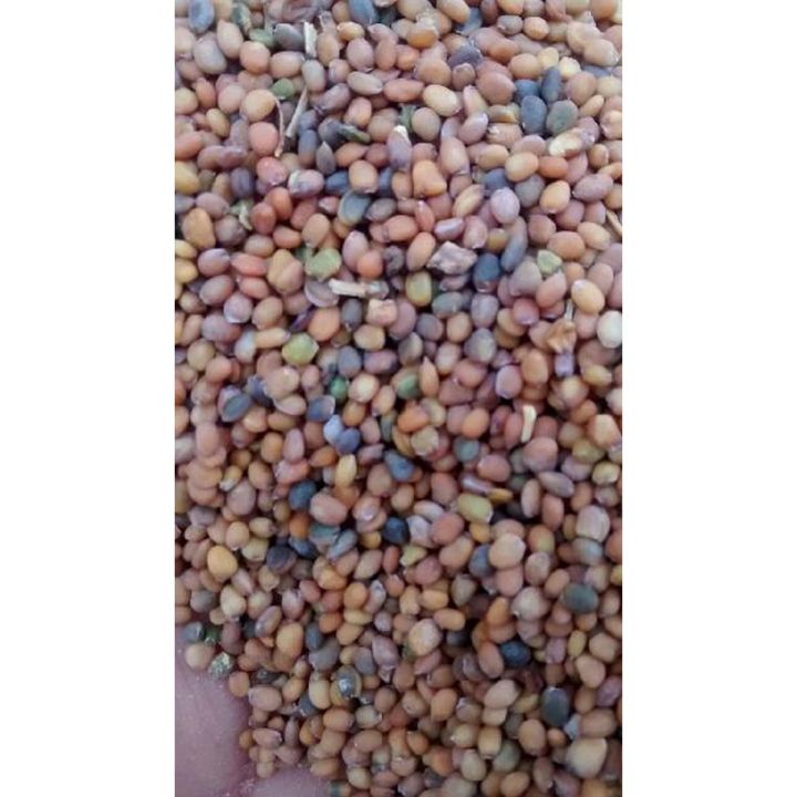 Taramira Seeds (Tukhme Taramira) - 1 Kg