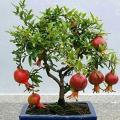 Bonsai Pomegranate Seeds. 