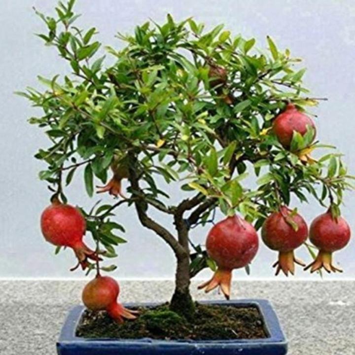 Bonsai Pomegranate Seeds