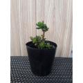 Set Of 30 - Plastic Seedling Pots For Cactus Succulent Flower Plants Pot. 