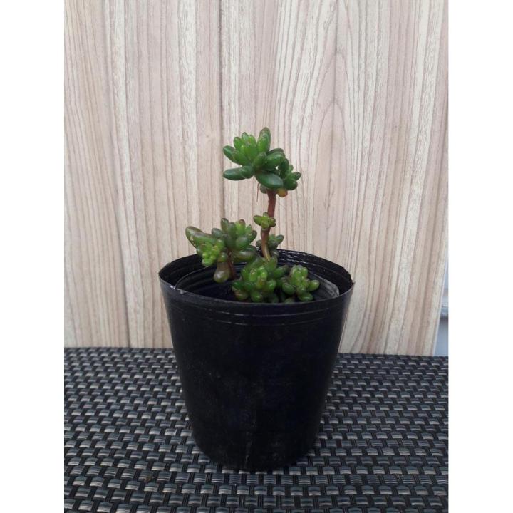 Set Of 30 - Plastic Seedling Pots For Cactus Succulent Flower Plants Pot