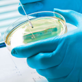Agar 60mm Disposable Plastic Glass Mushroom Cell Tissue Petri Plates With Lid Laboratory Equipment Culture Dish. 