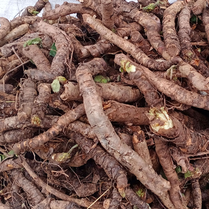 Zakham E Hayat Roots | Kidney Stone Breaker | Pashanbhed | Wild Herb Roots | Bergenia Ciliata | Bajjar Traders