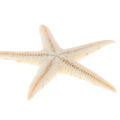 Sea shells size:0.5-3cm 100pcs Mini Starfish Craft Decoration Natural Sea Stars. 