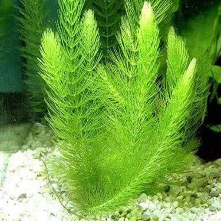 Aquarium plant suppliers hotsell