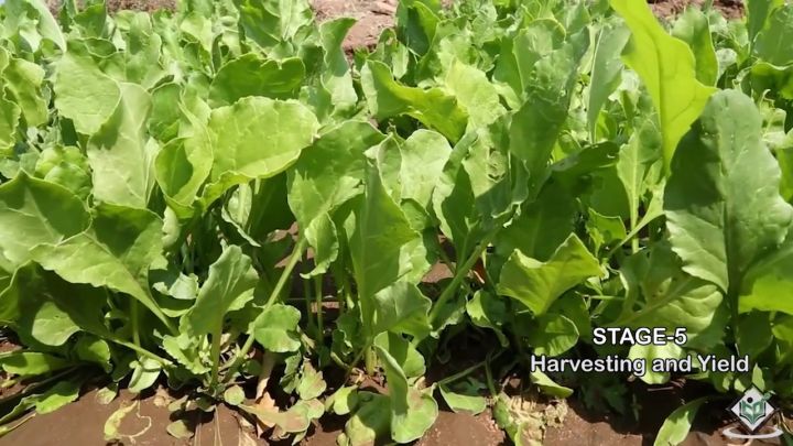 300+%20Spinach%20/%20Palak%20Vegetable%20Seeds%20-%20High%20Germination%20Rate%20-%20Image%204