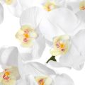 4Pcs 38Inch Artificial Real Contact Orchids Flowers 9Heads Latex Phalaenopsis Stems for DIY Wedding Centerpieces. 