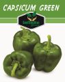 F1 Hybrid Capsicum mix , Sweet Pepper ,  Bell Pepper 18 seeds in one Pack Red , Yellow , Green , Purple , Orange , Cream, Colors Shimla Mirch 18 Seeds. 