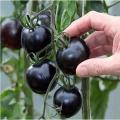 50/Bag Black Pearl Tomato Seeds. 