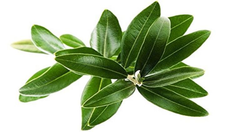 Imported%20Dried%20Olive%20Leaf-20gm%20-%20Image%204