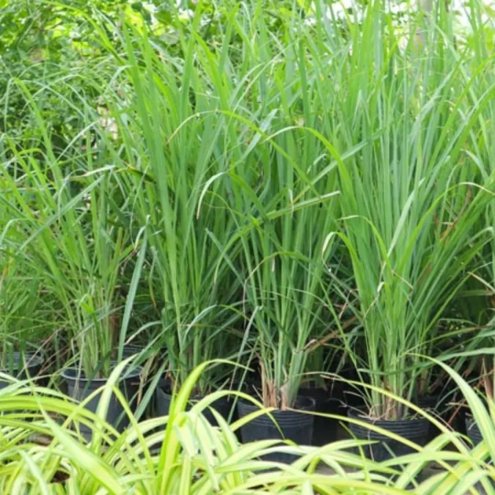 Premium Dried Lemongrass – 500GM | Natural, Aromatic Herb for Tea ...