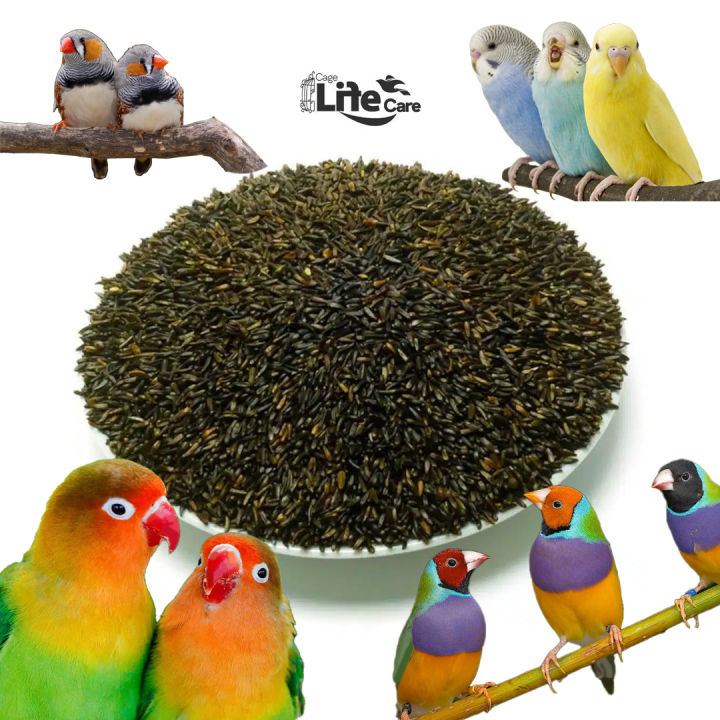 Niger Seeds 500gm Oily Seeds full nutrition for all types of birds