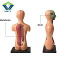 The human body science and nature Educational toy for kids 10 body parts with a stand. 