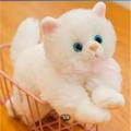 High quality Persian Cat Stuff Toy With Meow Sound For Kids Real Look. 