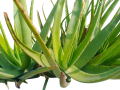 Fresh Aloe Vera Plant Leaves Pack of 5 Leaves 100% Natural Aloe Vera Gel for Skincare/Live plant of aloe vera with roots (no pot). 