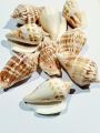Natural Sea Shell Charms from Seek for Style – Assorted Designs for Jewelry & Crafts (Drilled) | Home Decor Aquarium Decorations. 