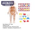 Hands-on Anatomy Learning Kit Interactive Human Body Model Kit Educational Diy Toy with 11 Analysis Cards Ideal for Students Accessories Included Diy Human Organ Model. 