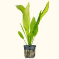 Amazon Sword / Echinodorus Grisebachii Aquarium plant. 