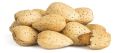 Desi Almonds With Shell  Nut    Katha Badam 1 Kg. 