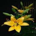 Golden Lily Flower Seeds. 