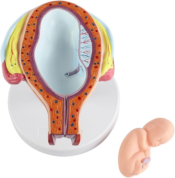 Fetus%20Development%20Model,Models%20Of%20Stages%20Of%20Pregnancy%20And%20Embryonic%20Development%20Pregnancy%20Fetus%20Model%20Teaching%20Equipment%20Set%20Of%208%20Models%20-%20Image%205