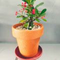 decoration pack of  5 Round crown pot  7 X 8. 