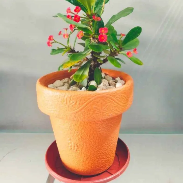 decoration%20pack%20of%20%205%20Round%20crown%20pot%20%207%20X%208%20-%20Image%203