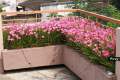 Pink Rain Lilly Zephyranthes Grandiflora Lycoris Candida Votaniki snowdrops LUCKY Pink Rain Lily Bulbs, Perennial Lily Flowering Bulbs,Bloom Multiple Times Rain Lily BY GREEN GOLD. 