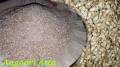 Samnak / Angoori Atta / Sprouted Wheat Flour 240G. 