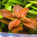 Ludwigia Repens Rubin - Aquarium. 