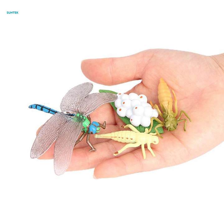 Life Cycle Figurines Toy Dragonfly Figures Red Eyed Tree Frog Figures for Desktop Decoration