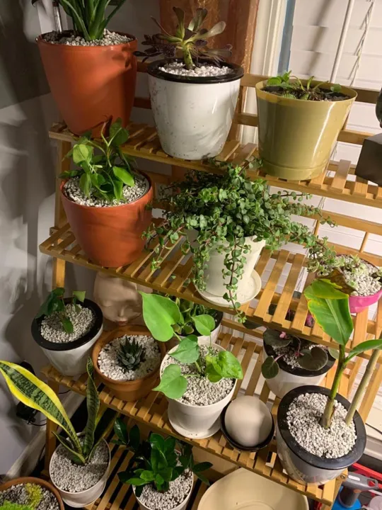 Pumice%20stone%202mm-6mm%20washed%20for%20cactus%20-%20Succulent%20-%20Bonsai%20and%20Plants%20Soil%20Mix%20-%20Image%206