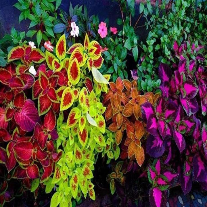 Superfine Rainbow  Coleus Masterblend Mix Seeds