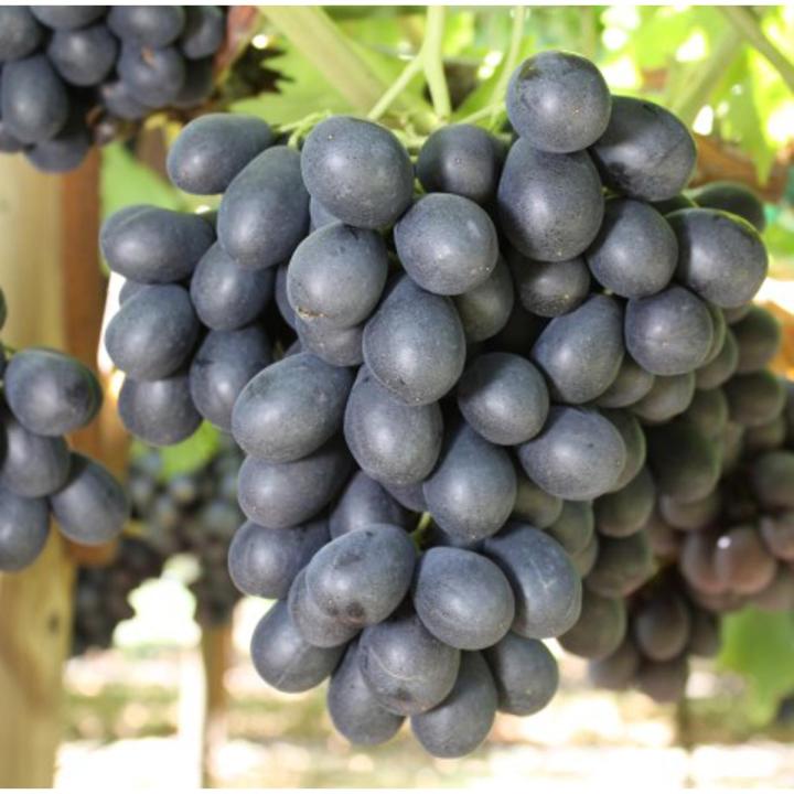Grapes Sweet Jubilee Fruit Tree Seeds