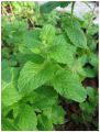 Peppermint Mint / Podina Round Leaves Herb Kitchen Gardening Seeds. 