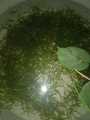 Guppy Grass / Aquarium live grass / Najas Grass Live Aquatic Aquarium Low Tec Plant Bunch of 10 Stems. 