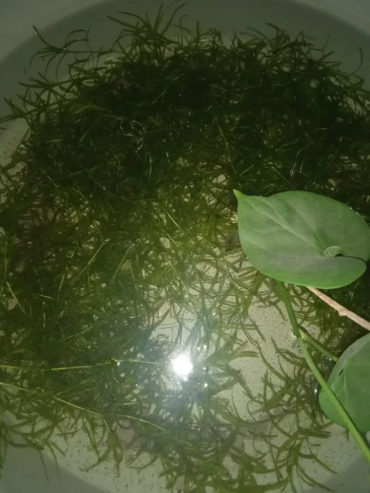 Guppy%20Grass%20/%20Aquarium%20live%20grass%20/%20Najas%20Grass%20Live%20Aquatic%20Aquarium%20Low%20Tec%20Plant%20Bunch%20of%2010%20Stems%20-%20Image%207