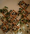 Money Plant Leaves Fence Wooden Frame Wall Hanging 2ft Retractable Garden Decoration with Bale of Leaves. 