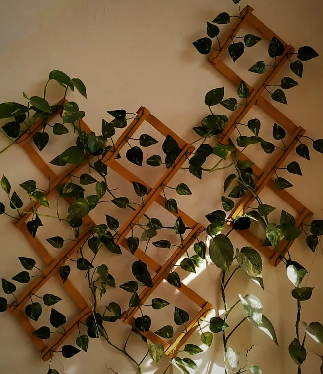 ablo variegated monstera deliciosa for sale Buy Monstera Borsigiana Albo Variegated main image 0