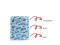 Aroma Pack of 3 Condoms Dotted & Lubricated strawberry apple mint". 