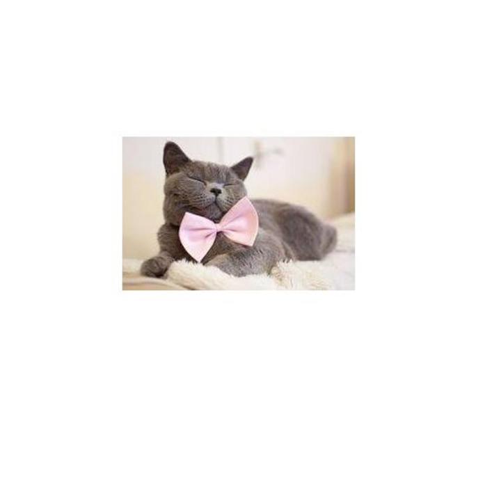 Imported Bow - Adjustable for Cats and Puppies - PINK
