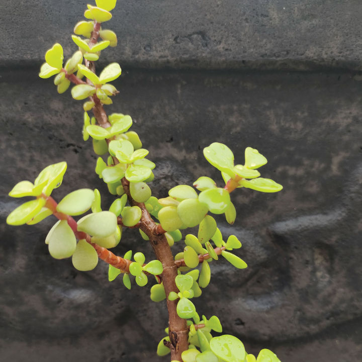 Elephant%20Bush%20Jade%20Live%20Plant%20-%20Drought%20Tolerant%20Succulent%20for%20Garden%20&%20Home%20Decor%20-%20Image%209