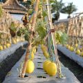 Arifwala Desi Yellow Melon ( Kharbooza ) Fresh Seeds For Home Kitchen Gardening. 