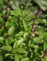 Niaz Bo Basil Herb Seeds - Thai Large Leaved. 