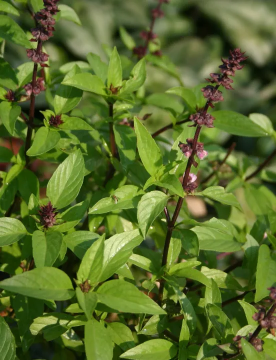 20+%20Niaz%20Bo%20Basil%20Herb%20Seeds%20-%20Thai%20Large%20Leaved%20-%20Image%202