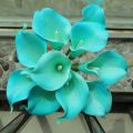 Teal Calla Lily Flower Seeds. 