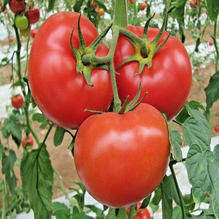 thumbnail image 2 of 50 Bush Beefsteak Tomato Seeds – Fresh Heirloom Vegetable Seeds For Spring Planting 2 of 3