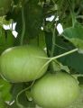 Round Gourd (Gool Kadu) Desi Vegetable Seeds - Kitchen Gardening. 
